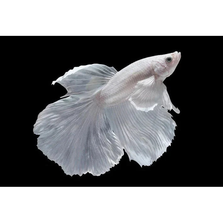 White Halfmoon Live Betta (Male)
