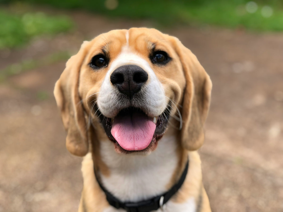 Norfie