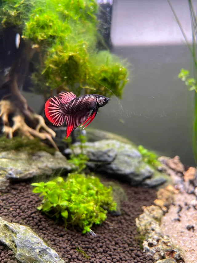 Wild live bettas Type (Male)