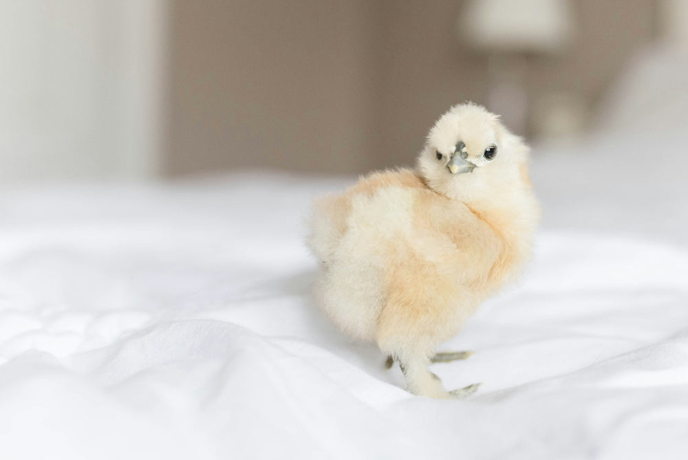 Silkie Chicks – Buy 6 + 3 Bonus Free (9 Unsexed, Mixed Colors, Shipping Included)
