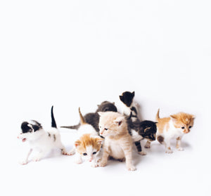 Cats