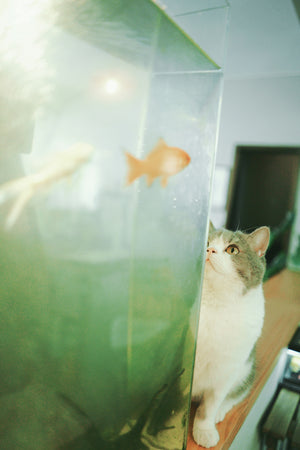 Live Fish