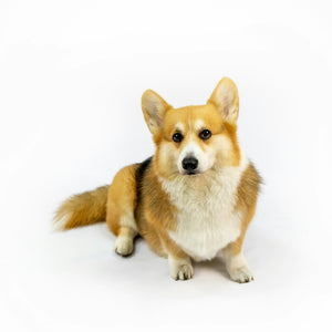 Dogs