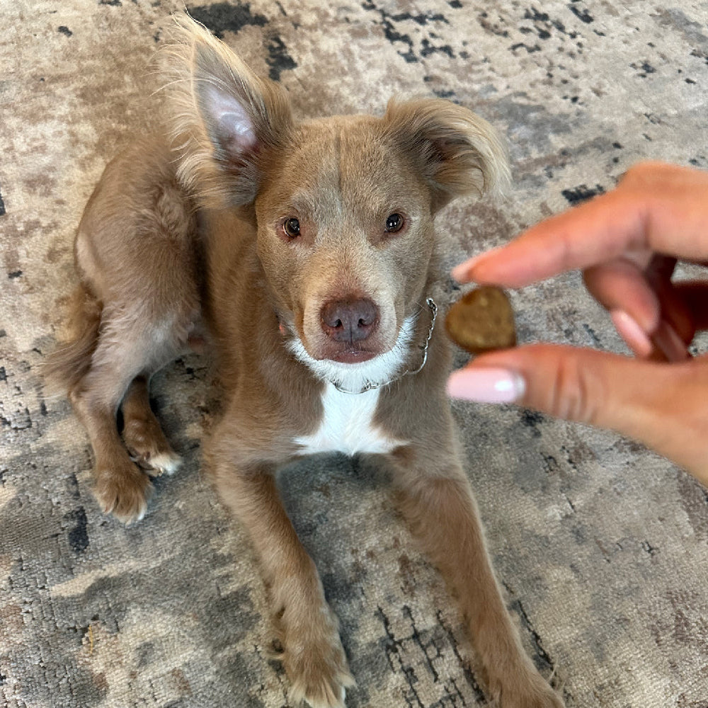 Allergy & Immune Chews (90 Chews)