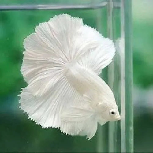 Live Betta Fish