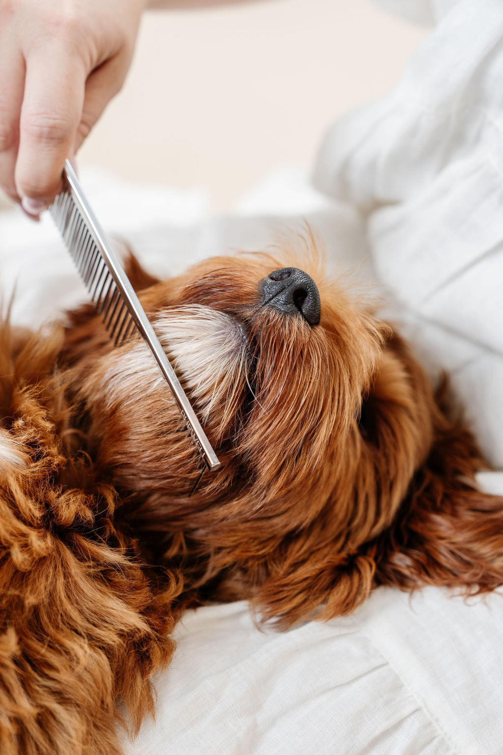 Pupwell - Everyday Comb