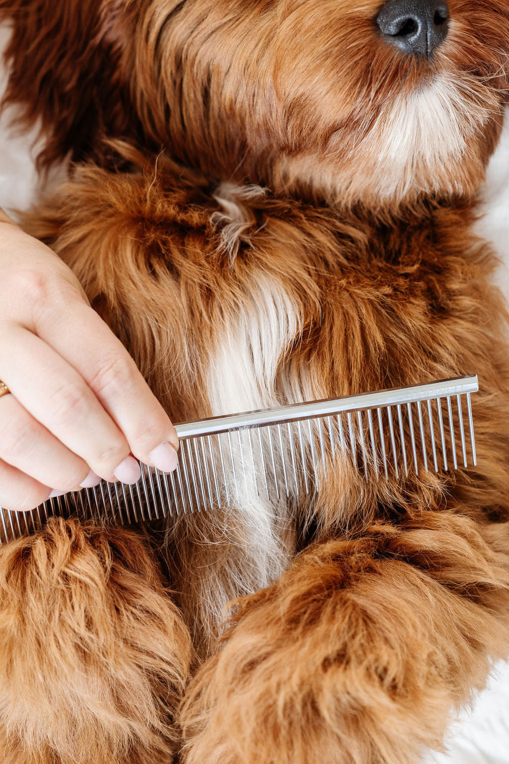 Pupwell - Everyday Comb