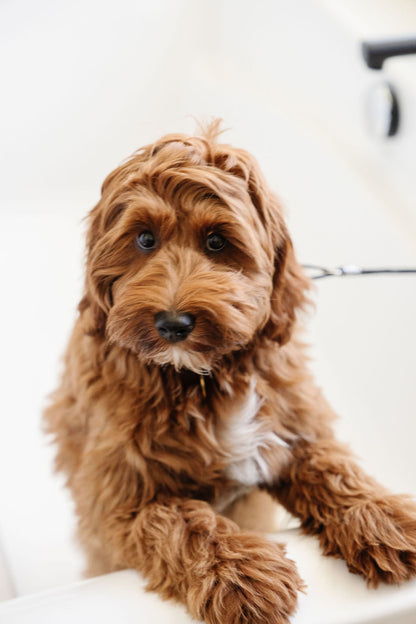 Pupwell - Stay In Place Dog Leash