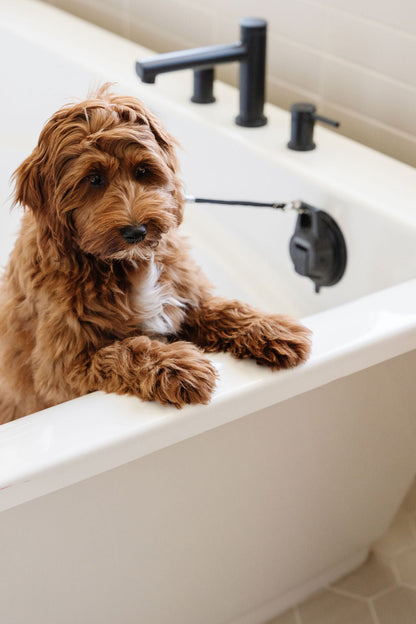 Pupwell - Stay In Place Dog Leash