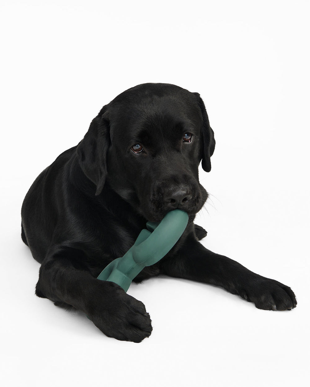 Fable - Twin Falcon Dog Toy